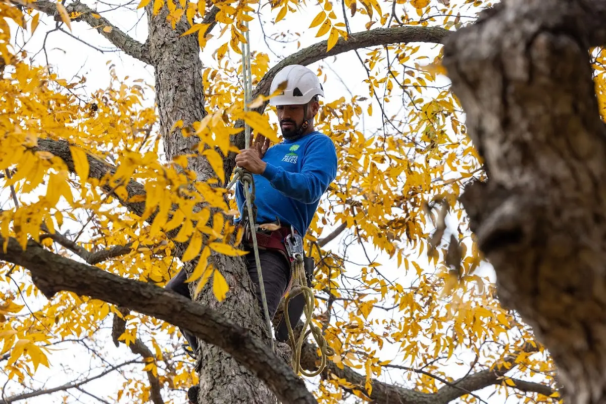 Skilled Storm Damage Cleanup crew working in Dumont